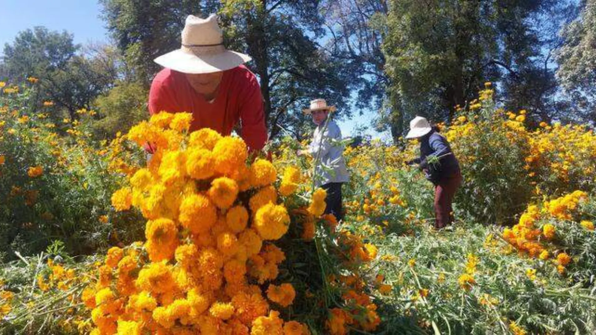 Flor de cempasúchil